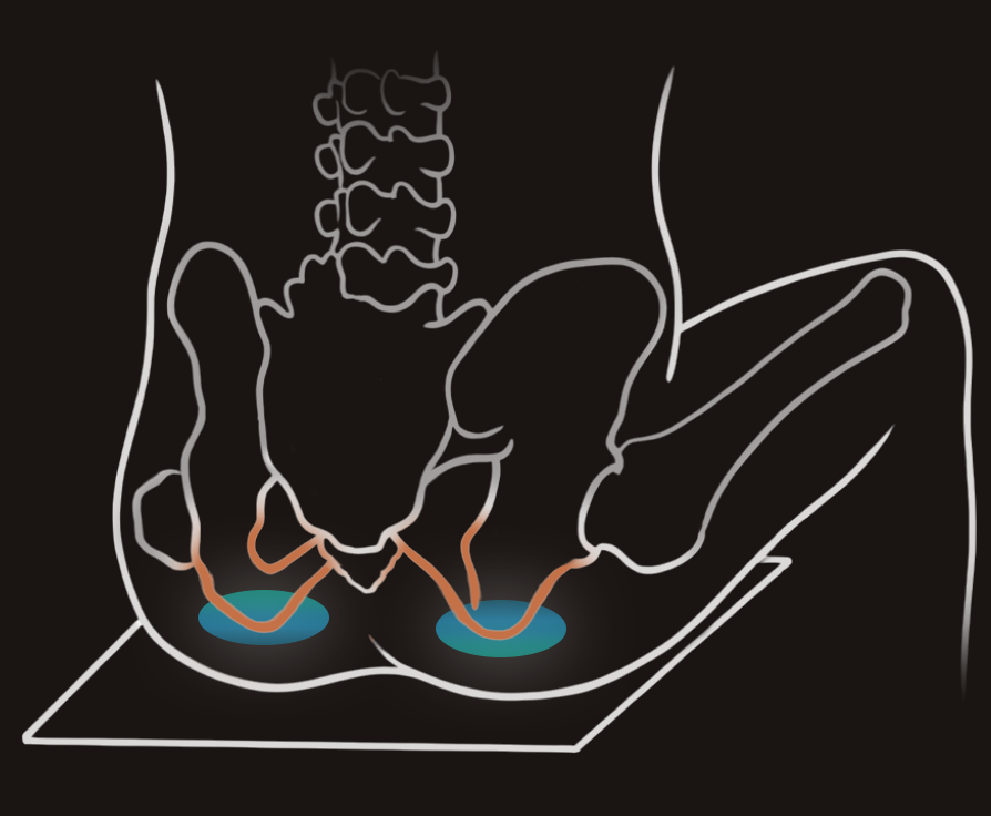 Skeletal diagram of a pelvis highlighting the sitz bones to show neutral pelvic alignment while sitting.